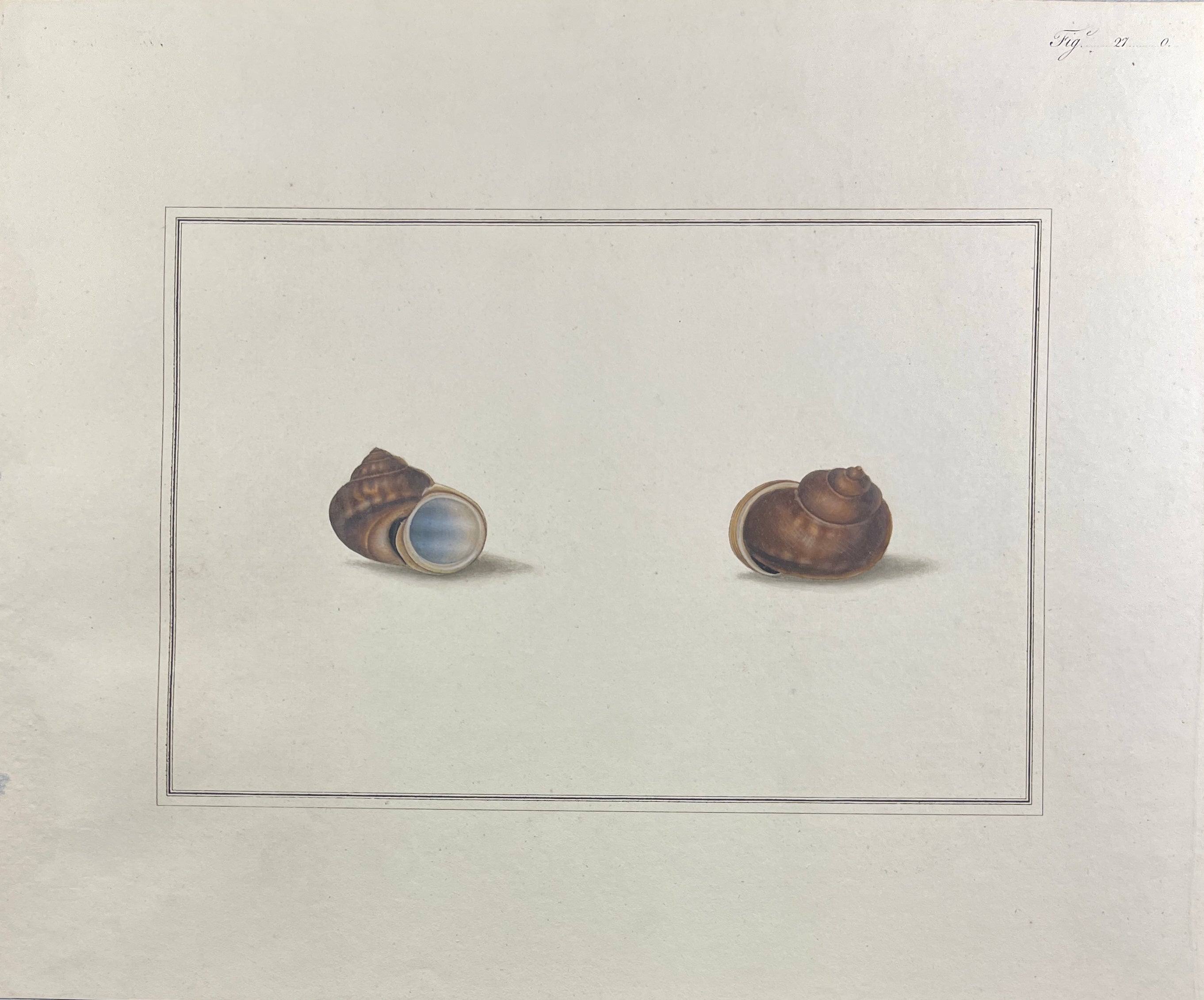 Thomas Martyn 1784 Original French Horn Snail Shell Print Plate 27 - Found at Pulo Condore - Hand-Colored Tipped-In Engraving at Adirondack Retro