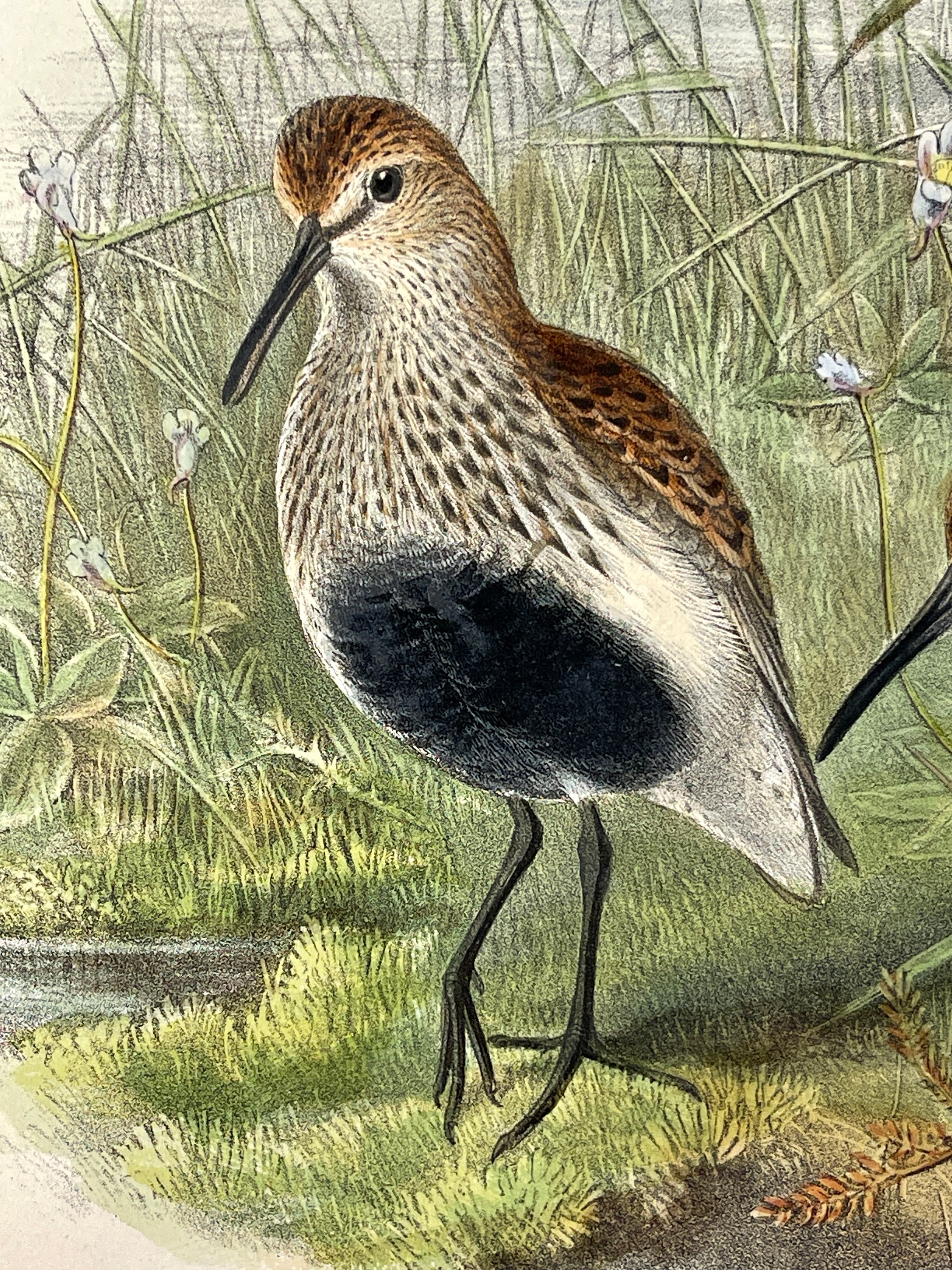 Pelidna Cinclus (Summer Plumage) Dunlin - John Gould Birds Of Great Britain - Hand Colored Lithograph