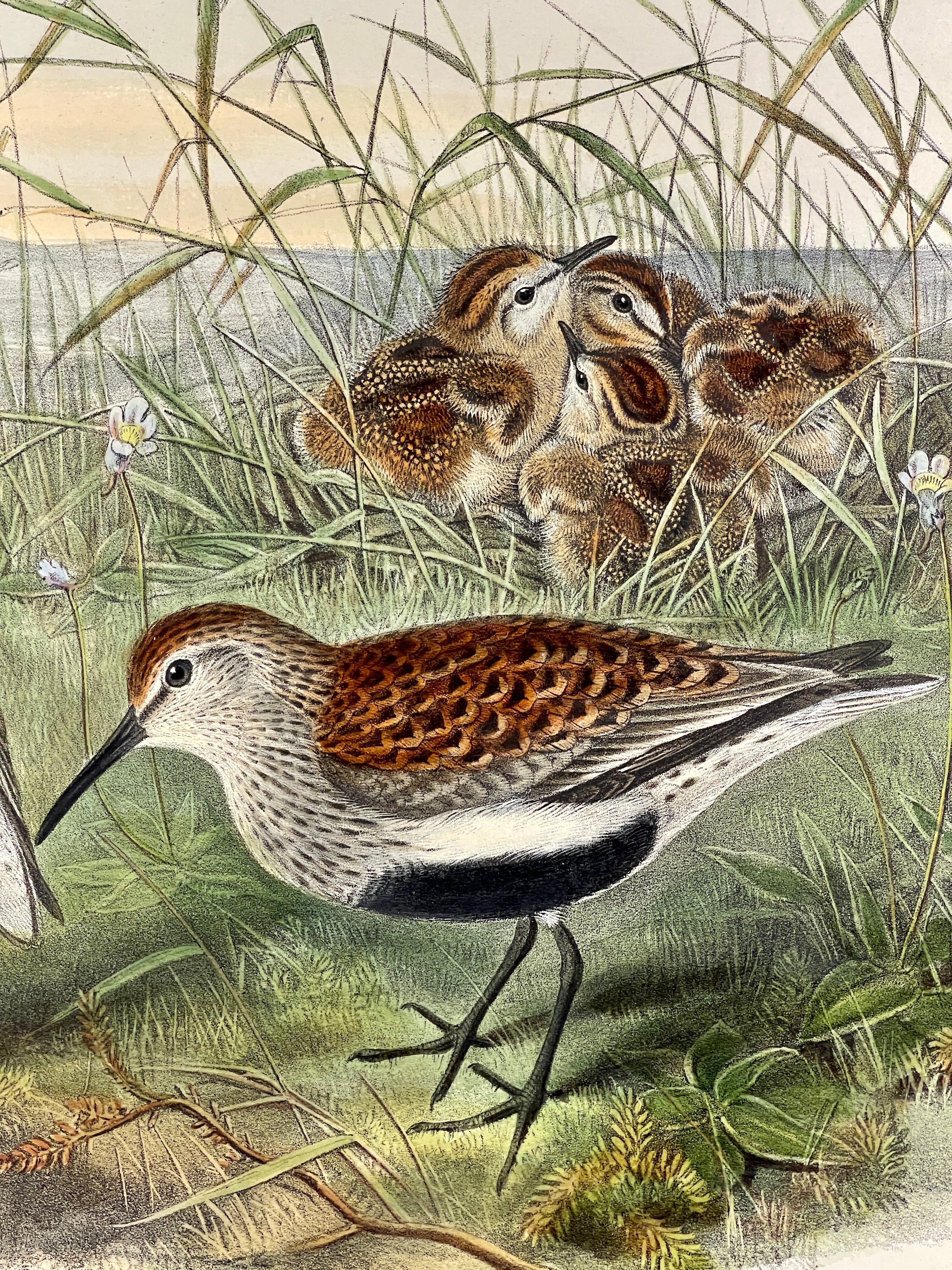 Pelidna Cinclus (Summer Plumage) Dunlin - John Gould Birds Of Great Britain - Hand Colored Lithograph