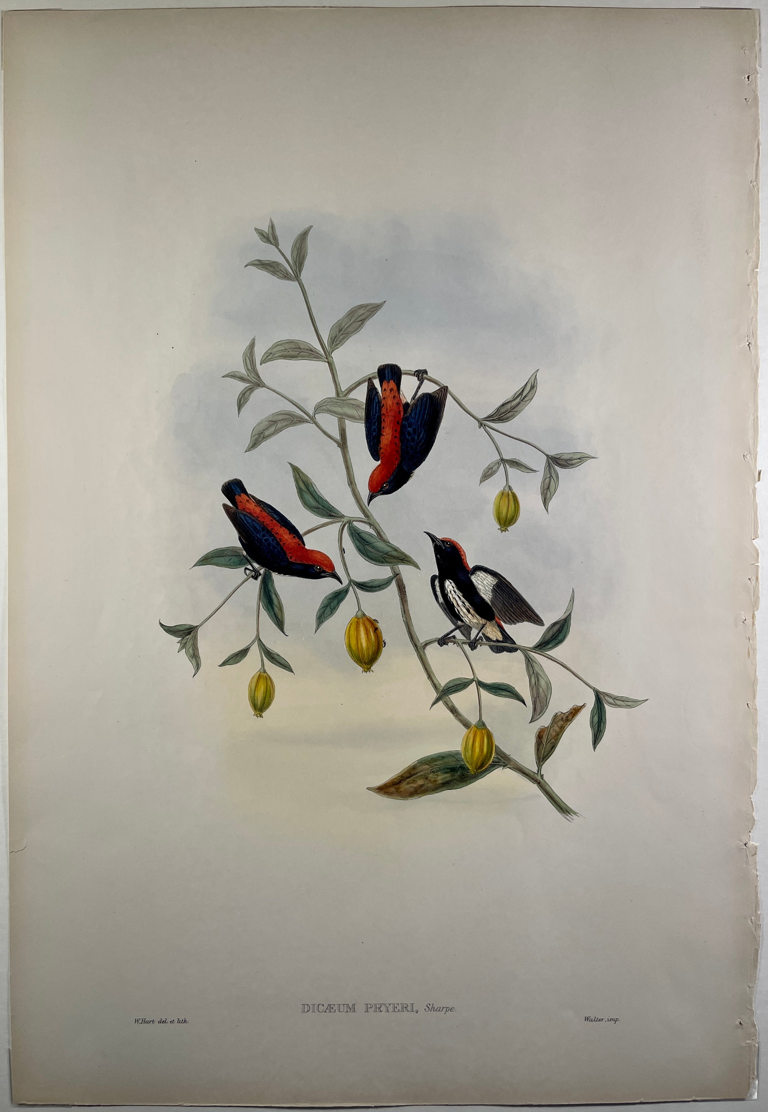 Pryor's Dicaeum (Dicaeum Pryeri) - John Gould Birds Of Asia - Original Hand Colored Lithograph at Adirondack Retro