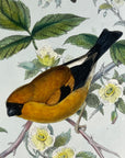 Orange Bullfinch (Pyrrhula Aurantia) - John Gould Birds Of Asia - Original Hand Colored Lithograph
