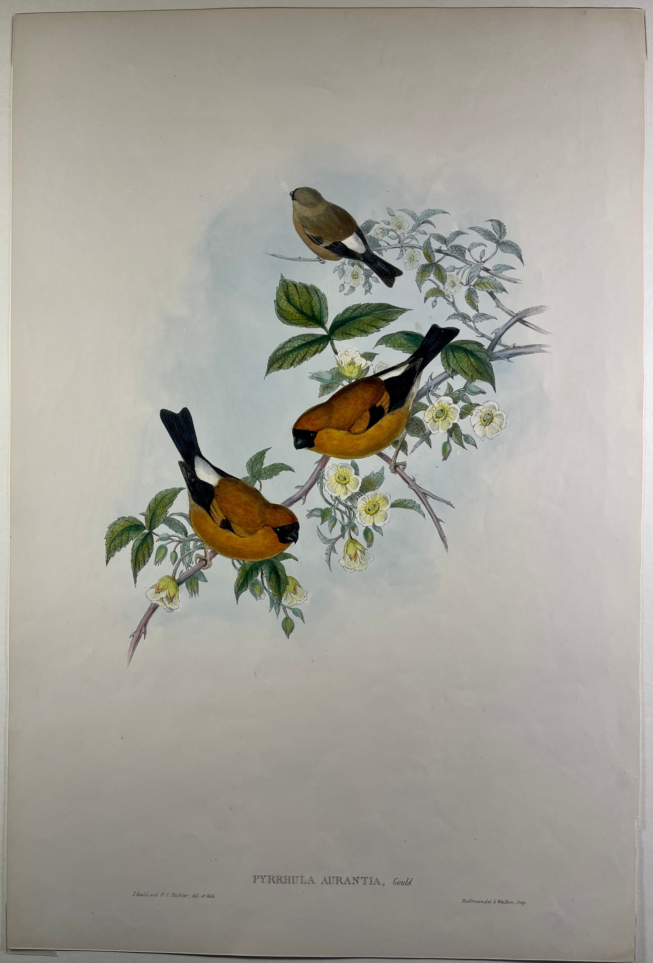 Orange Bullfinch (Pyrrhula Aurantia) - John Gould Birds Of Asia - Original Hand Colored Lithograph at Adirondack Retro