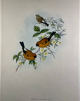 Orange Bullfinch (Pyrrhula Aurantia) - John Gould Birds Of Asia - Original Hand Colored Lithograph at Adirondack Retro