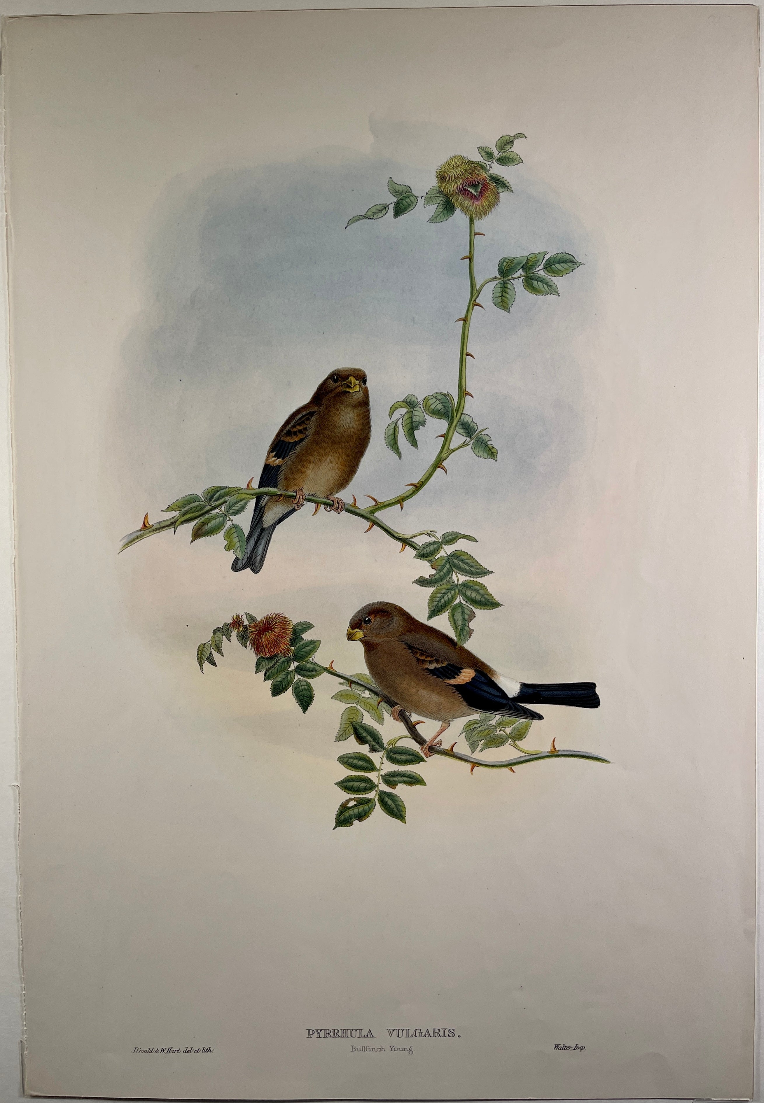 Bullfinch Young (Pyrrhula Vulgaris) - John Gould Birds Of Great Britain - Original Hand Colored Lithograph at Adirondack Retro