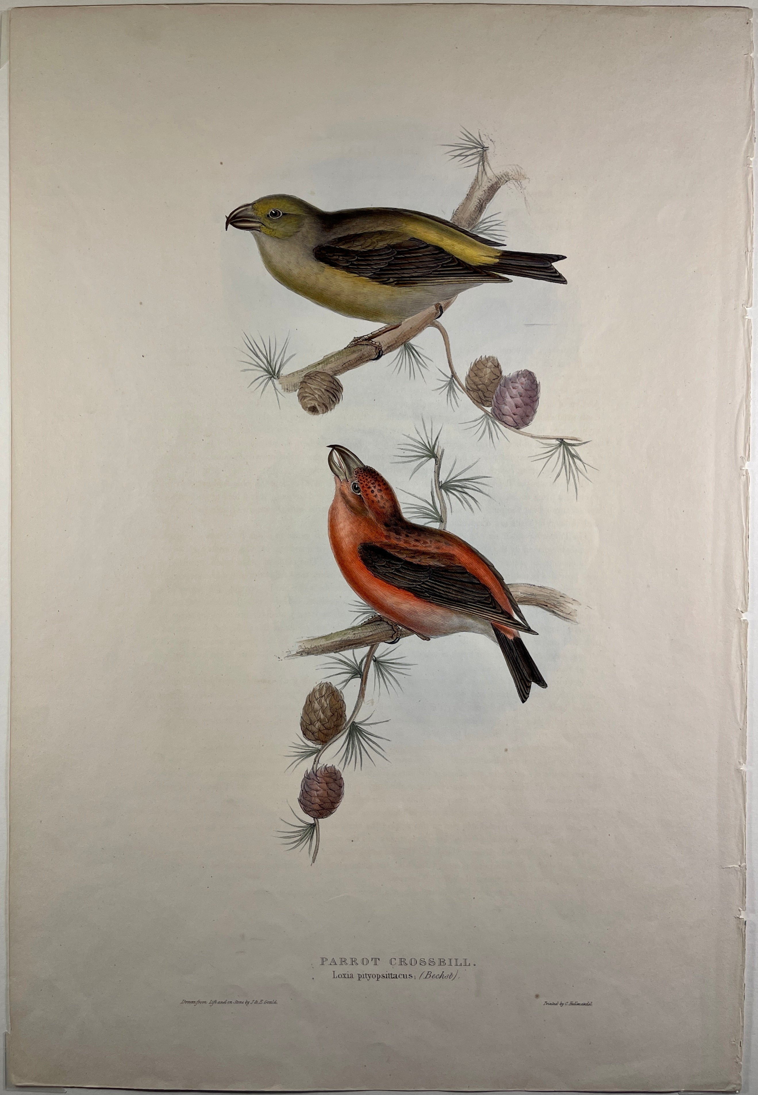 Original John Gould Birds of deals Europe Pl. 134 - Natterer's Warbler