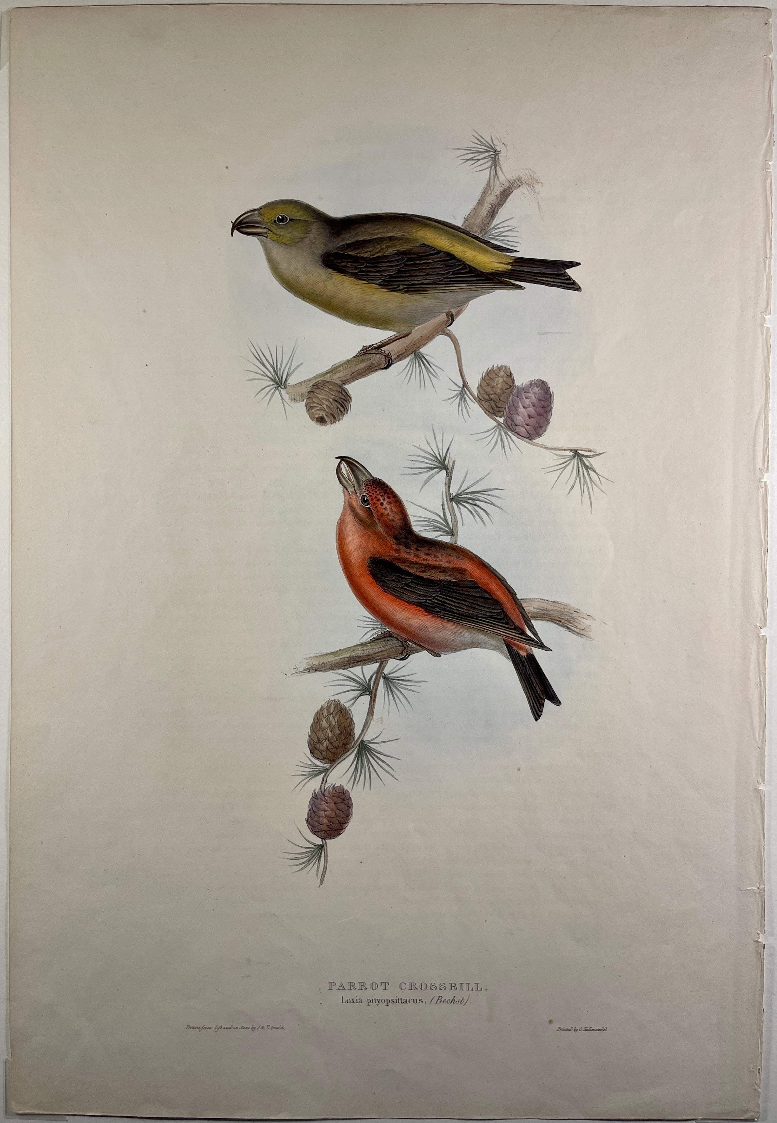 Parrot Crossbill Plate 201 - John Gould Birds Of Europe - Original Hand Colored Lithograph at Adirondack Retro