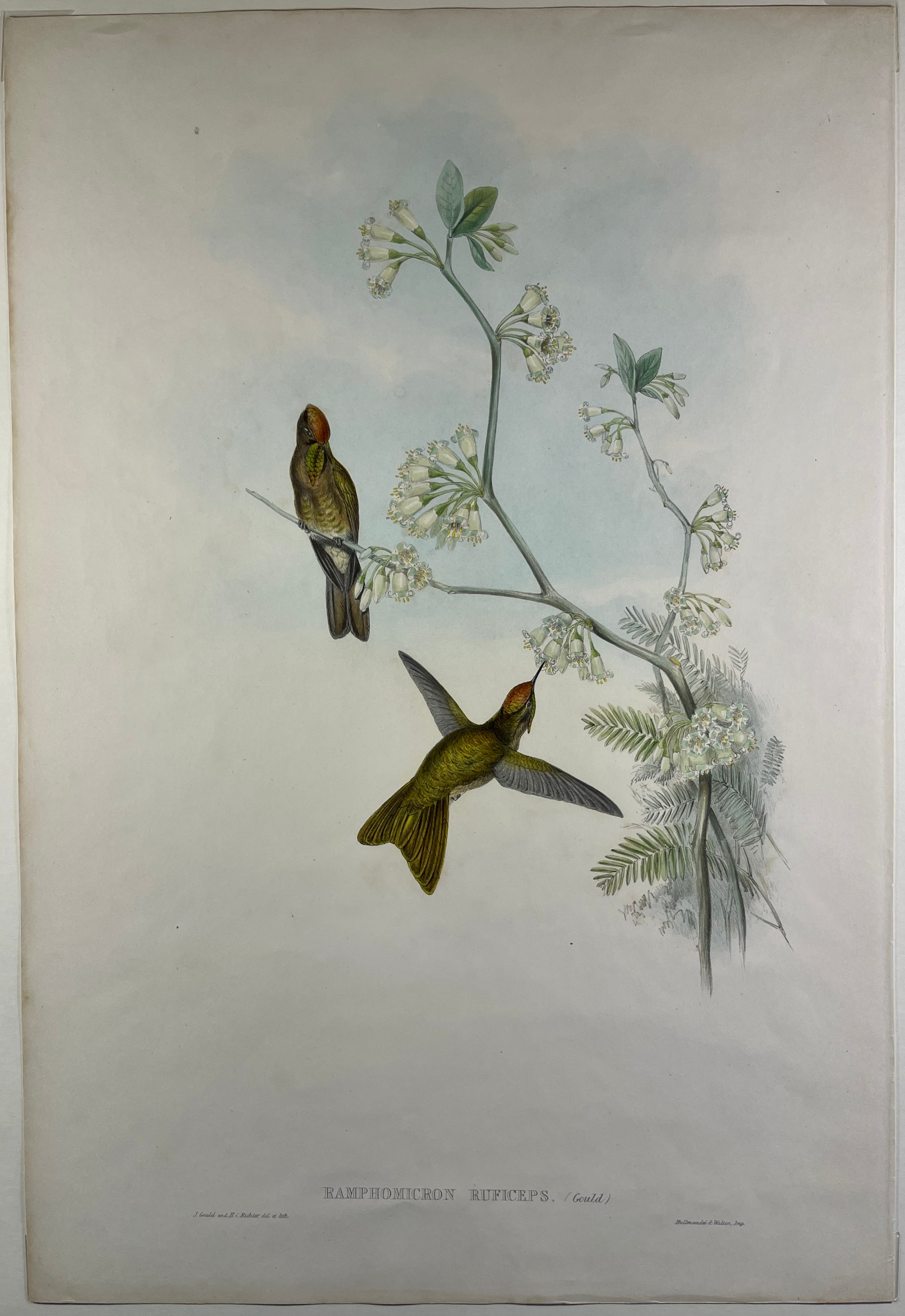Red-Capped Thornbill Hummingbird (Ramphomicron Ruficeps) - John Gould Original Hummingbird - Hand Colored Lithograph at Adirondack Retro