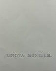 Mountain Linnet (Linota Montium) - John Gould Birds Of Great Britain - Original Hand Colored Lithograph