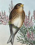 Mountain Linnet (Linota Montium) - John Gould Birds Of Great Britain - Original Hand Colored Lithograph