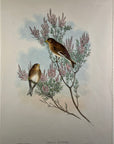 Mountain Linnet (Linota Montium) - John Gould Birds Of Great Britain - Original Hand Colored Lithograph at Adirondack Retro
