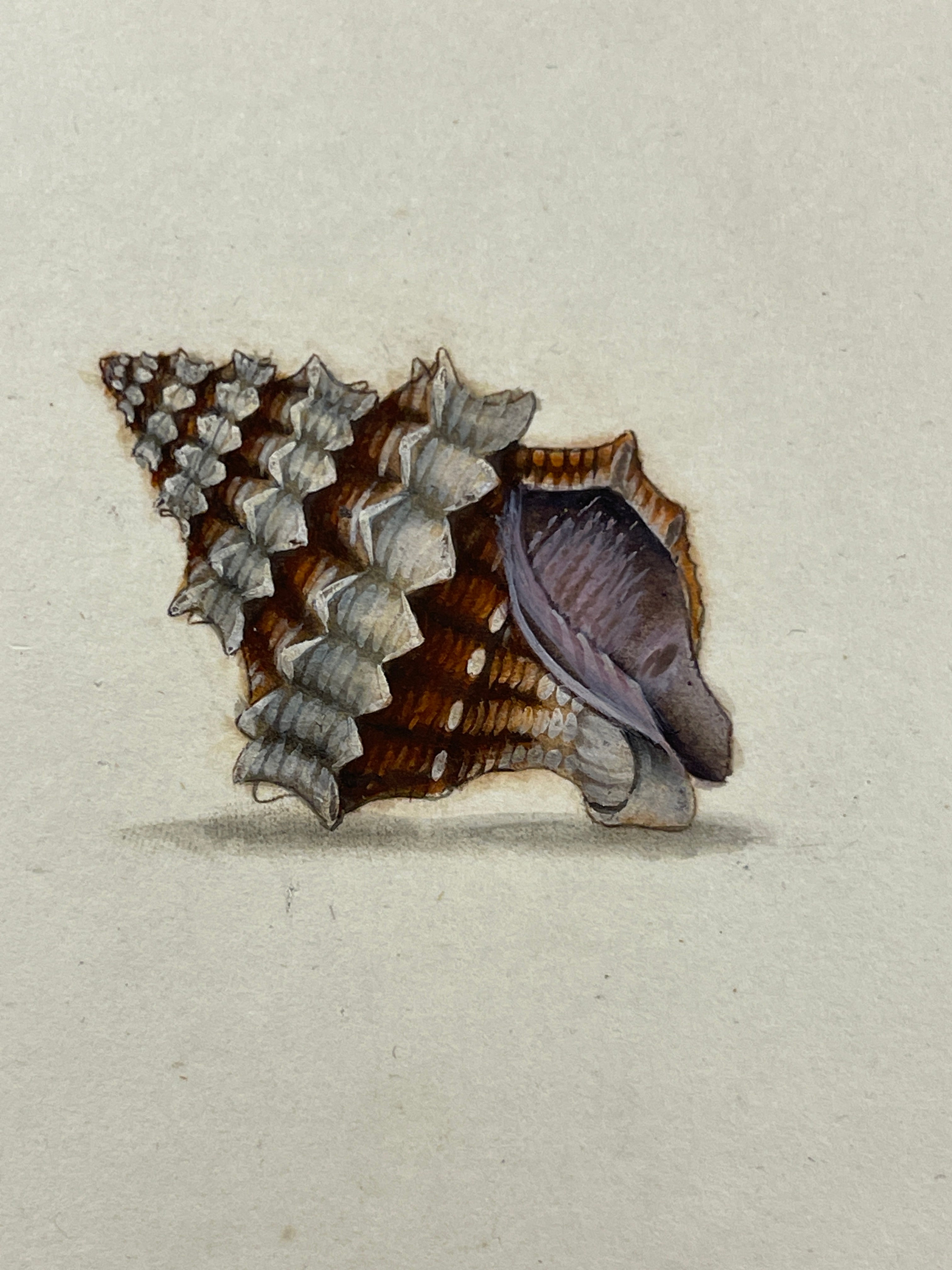 Thomas Martyn 1784 Original Thorn Buccin Shell Print Plate 4 - Found at Friendly Isles - Hand-Colored Tipped-In Engraving