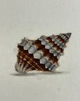 Thomas Martyn 1784 Original Thorn Buccin Shell Print Plate 4 - Found at Friendly Isles - Hand-Colored Tipped-In Engraving