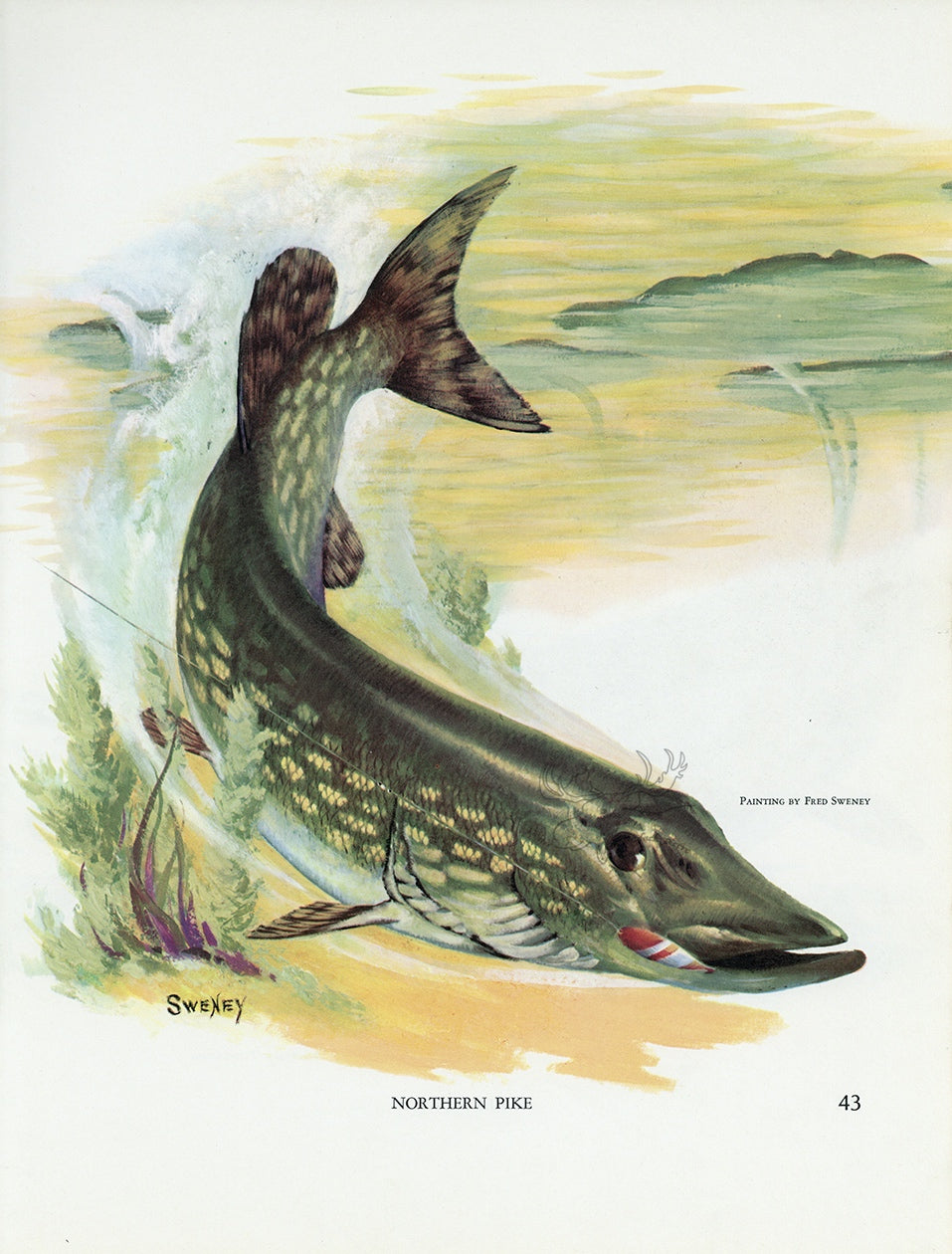 Northern Pike Vintage Fish Print - Fred Sweney 1972 at Adirondack Retro