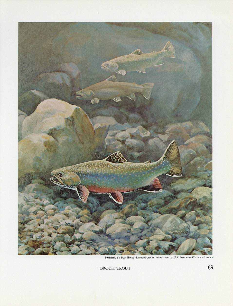 Brook Trout Vintage Fish Print - Bob Hines 1972 at Adirondack Retro