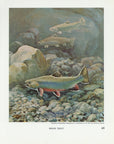 Brook Trout Vintage Fish Print - Bob Hines 1972 at Adirondack Retro