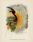 Lesser Bird Of Paradise 1948 John Gould Tropical Bird Print at Adirondack Retro