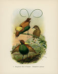 Magnificent Bird Of Paradise 1948 John Gould Tropical Bird Print at Adirondack Retro