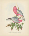Rose-Breasted Cockatoo 1948 John Gould Tropical Bird Print at Adirondack Retro