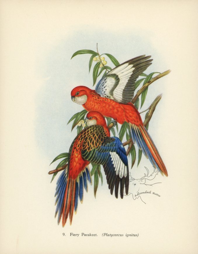 Fiery Parakeet 1948 John Gould Tropical Bird Print at Adirondack Retro