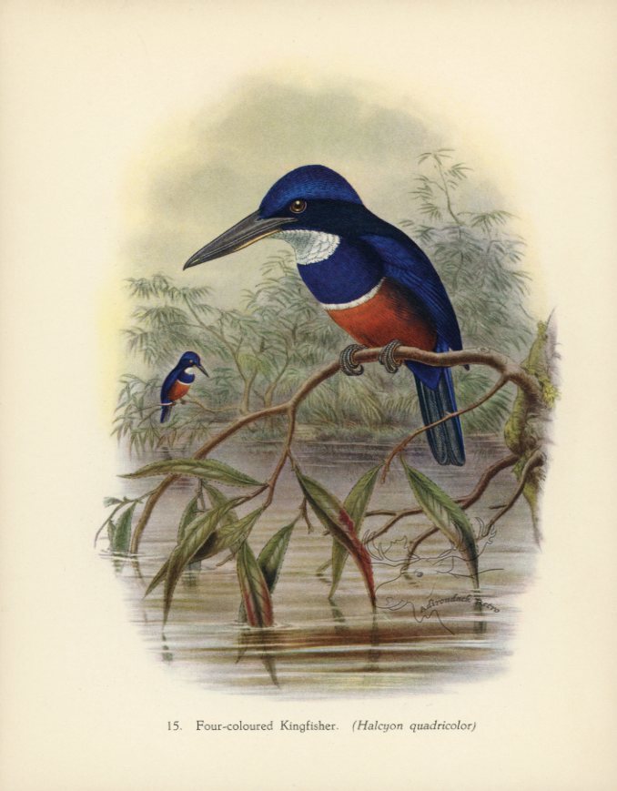 Four-Coloured Kingfisher 1948 John Gould Tropical Bird Print at Adirondack Retro