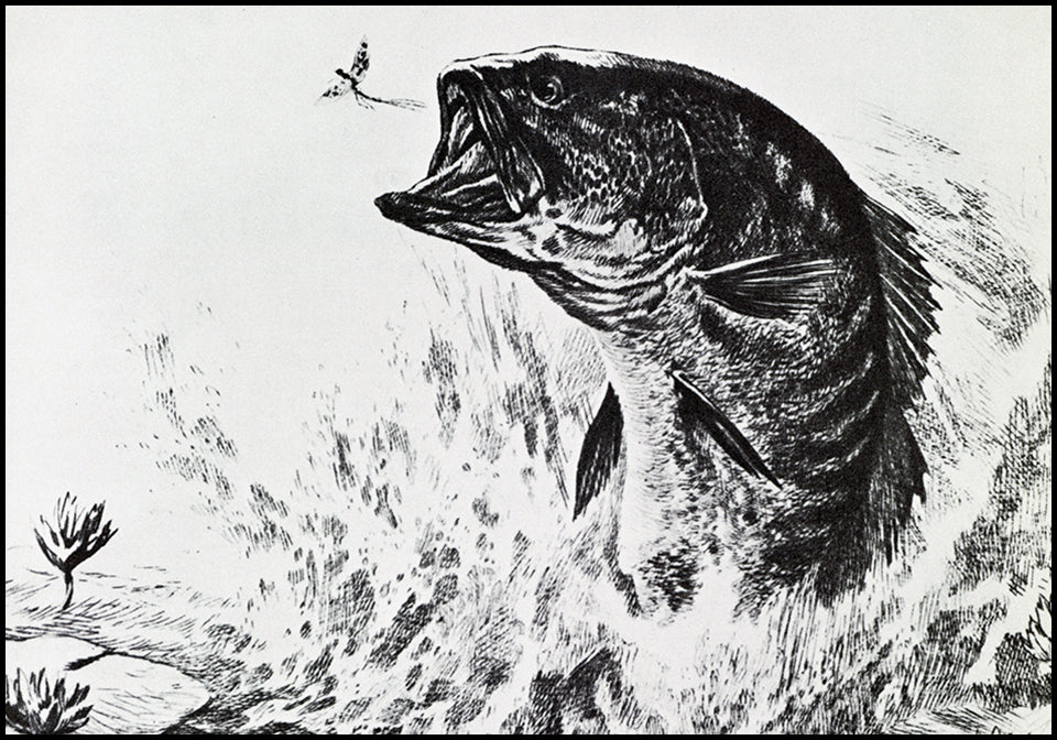 R.H. Palenske Vintage Fish Prints at Adirondack Retro