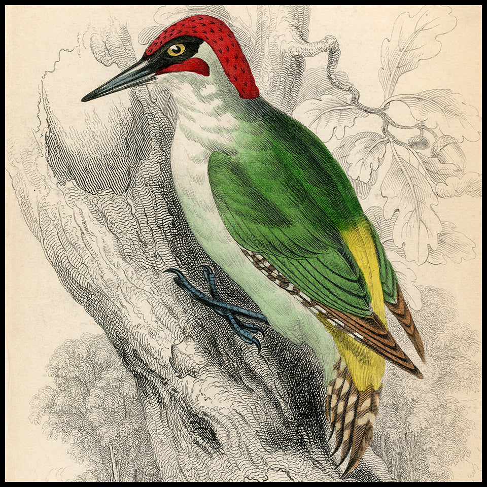 Antique Woodpecker Prints at Adirondack Retro