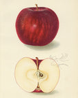1906 Magnate Apple Antique USDA Fruit Print - D.G. Passmore at Adirondack Retro