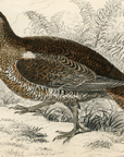 1834 Black Grouse (Female) Hand-Colored Engraving Jardine Lizars - Game Birds