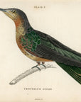 1833 Gigantic Hummingbird Hand-Colored Engraving Jardine Lizars Natural History