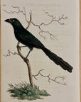 1789 Long-Tailed Crow Shaw & Nodder Hand Colored Copperplate Engraving