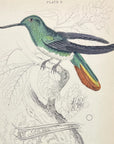 1833 Recurved Billed Hummingbird Hand-Colored Engraving Jardine Lizars Plate 3