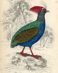 1834 Crested Partridge Hand-Colored Engraving Jardine Lizars - Game Birds