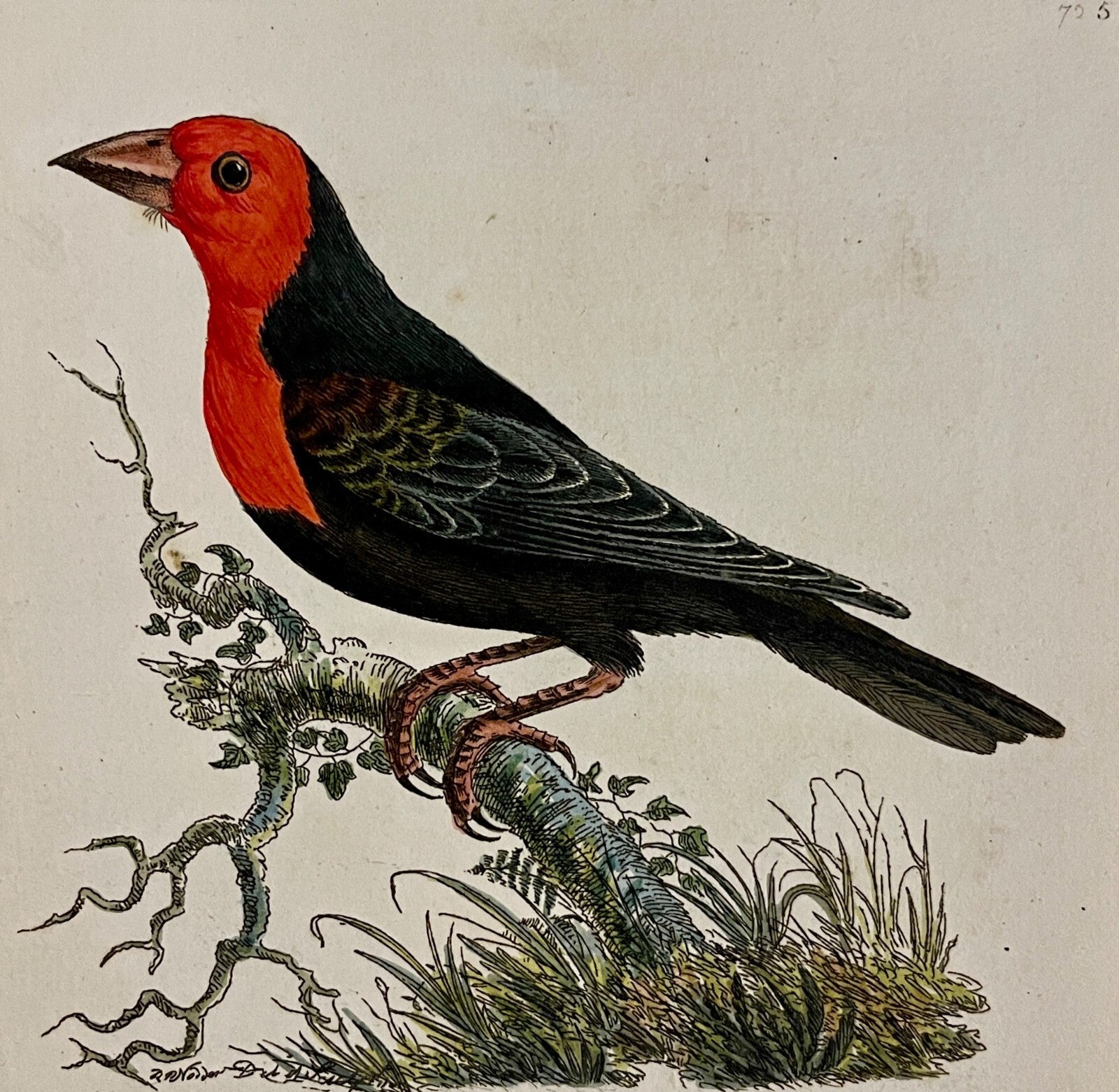 アート・デザイン・音楽 CLASSIC NATURAL HISTORY PRINTS BIRDS Vtg. Arthur Singer Bird Print, Natural History Wall Art