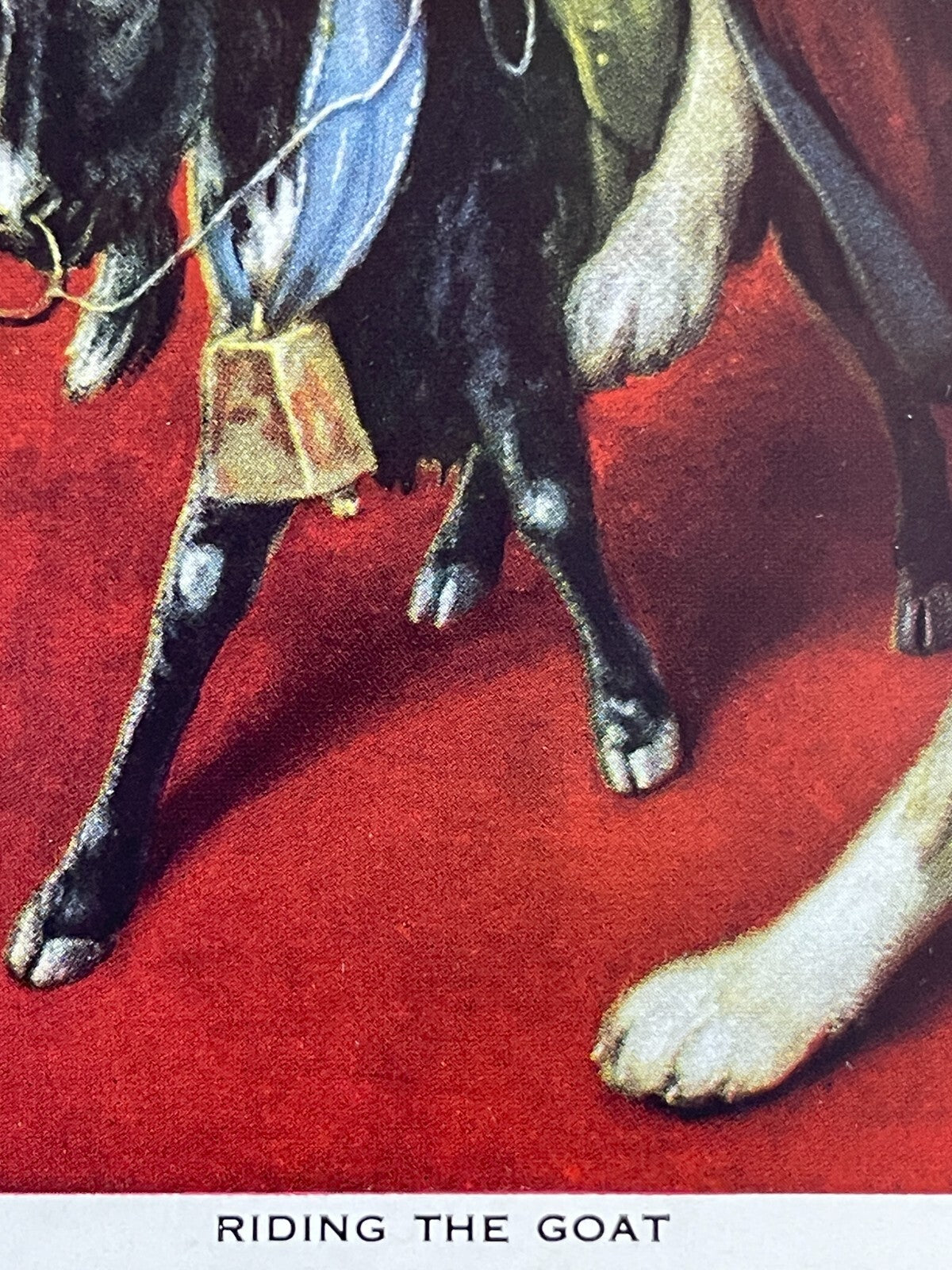 C.M. Coolidge RIDING THE GOAT Masonic Initiation Saint Bernard Dogs