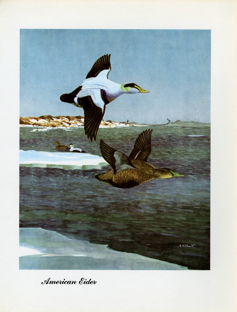 1973 American Eider - Vintage Angus H. Shortt Waterfowl Print at Adirondack Retro