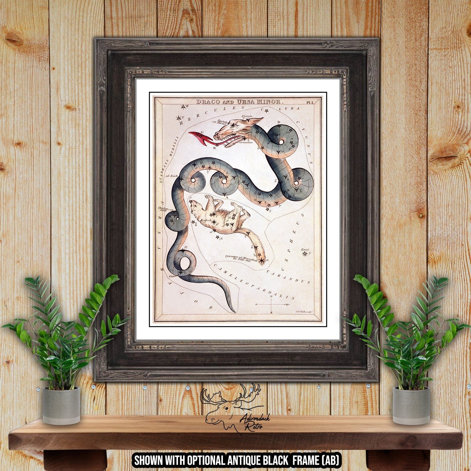 Draco and Ursa Minor Constellation Star Map by Sidney Hall Fine Art Astrology Print at Adirondack Retro