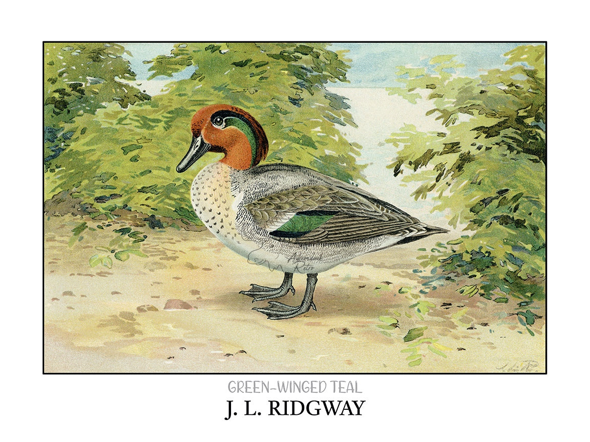 a painting of a duck standing in the woods