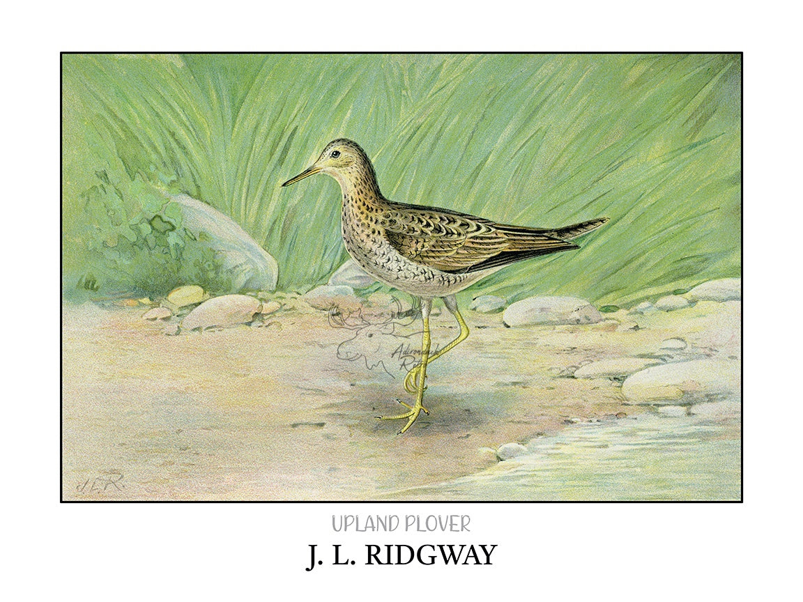 a drawing of a bird standing in the grass