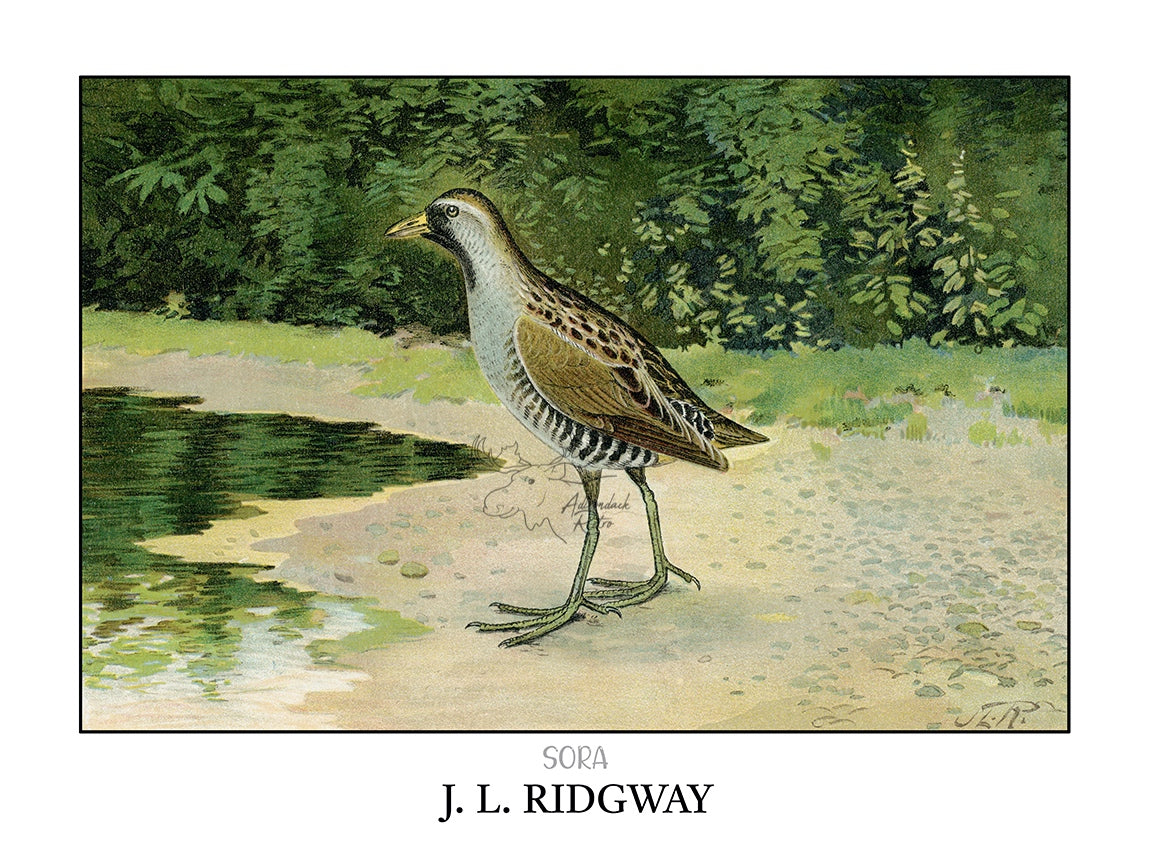 a painting of a bird standing on a beach next to a body of water