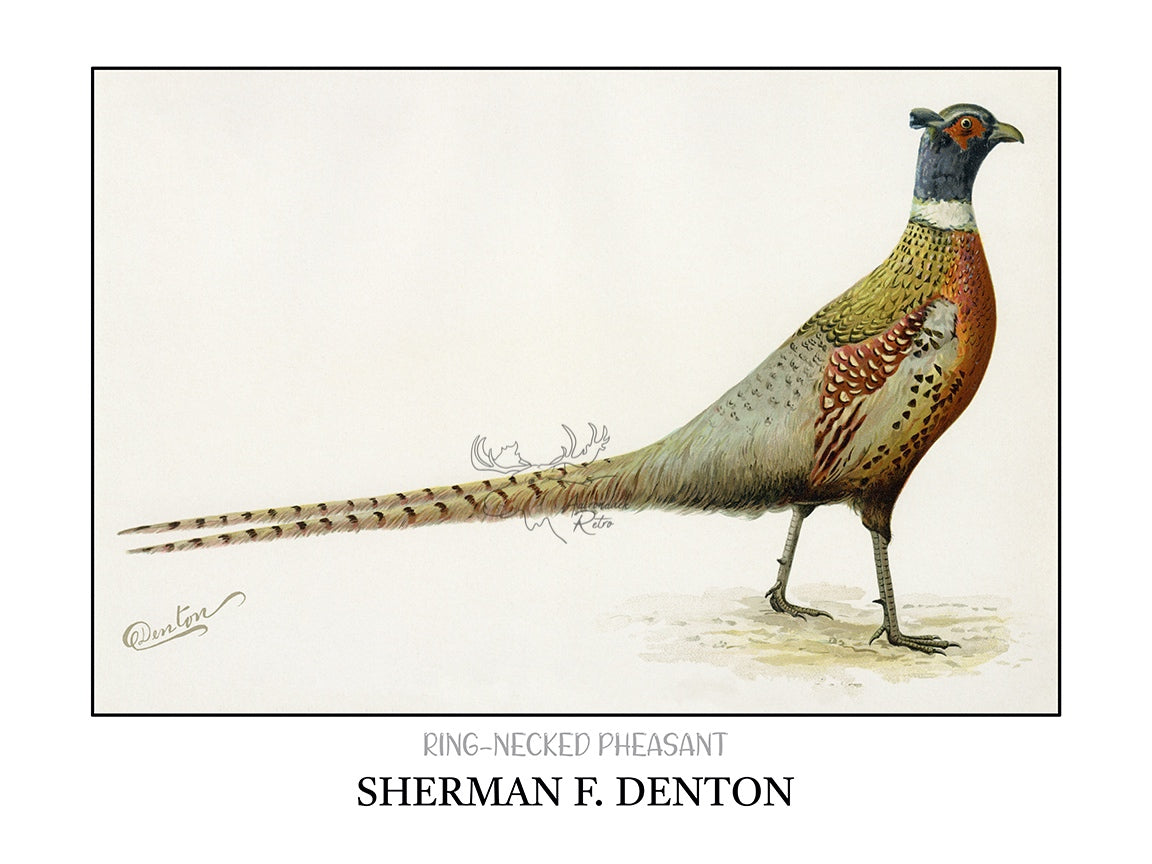 a painting of a pheasant standing on the ground