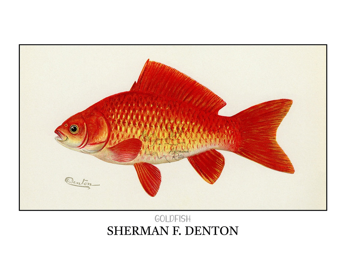 a drawing of a red fish on a white background