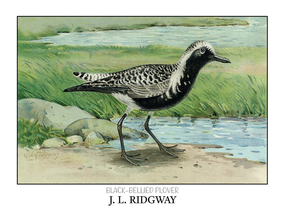a drawing of a bird standing on a beach next to a body of water