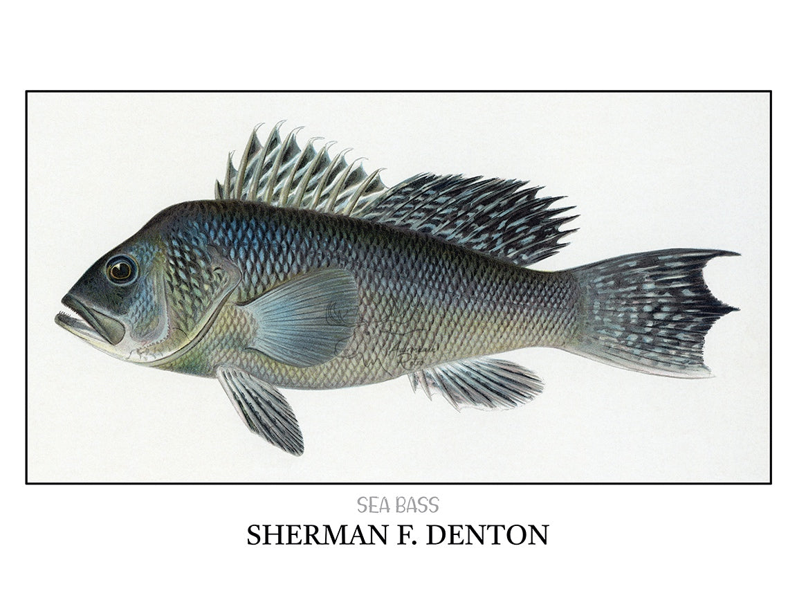 a drawing of a blue fish with a white background