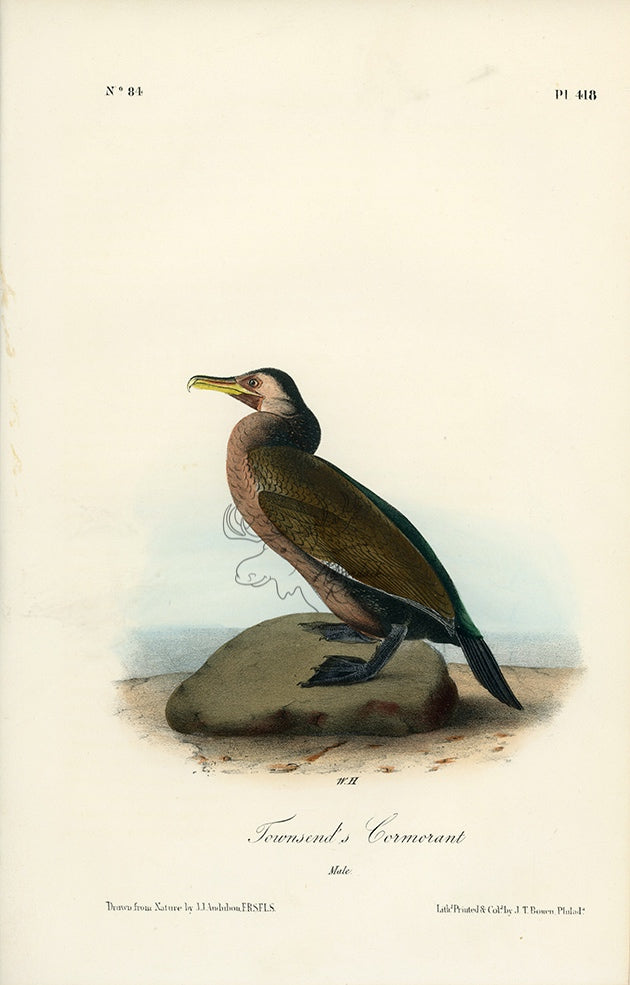 Audubon Townsend&#39;s Cormorant Pl. 418 - Birds Of America Royal Octavo 1st Edition Antique Print