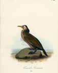 Audubon Townsend's Cormorant Pl. 418 - Birds Of America Royal Octavo 1st Edition Antique Print