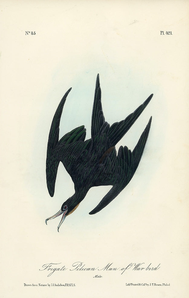 Audubon Frigate Pelican Man Of War Bird Pl. 421 - Birds Of America Royal Octavo 1st Edition Antique Print