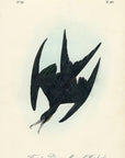 Audubon Frigate Pelican Man Of War Bird Pl. 421 - Birds Of America Royal Octavo 1st Edition Antique Print