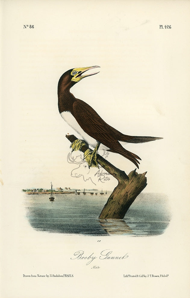 Audubon Booby Gannet Pl. 426 - Birds Of America Royal Octavo 1st Edition Antique Print
