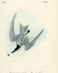 Audubon Gull-billed Tern - Marsh Tern Pl. 430 - Birds Of America Royal Octavo 1st Edition Antique Print