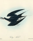 Audubon Sooty Tern Pl. 432 - Birds Of America Royal Octavo 1st Edition Antique Print